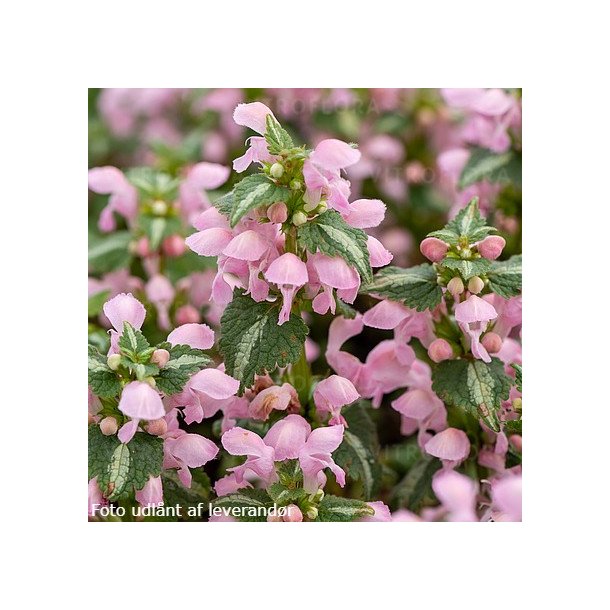 Lamium maculatum 'Shell Pink'. <br/>Tvetand