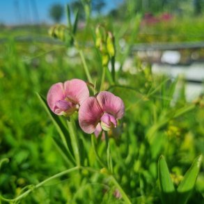 Lathyrus palustris.<br/>K�rfladb�lg