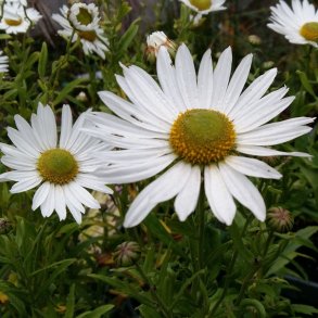 Leucanthemella serotina. <br/>Efterrsmarguerit
