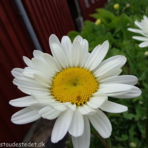 Leucanthemum x superbum 'Becky'. <br/>Marguerit