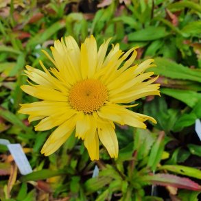 Leucanthemum x superbum 'Goldfinch'. <br/>Marguerit