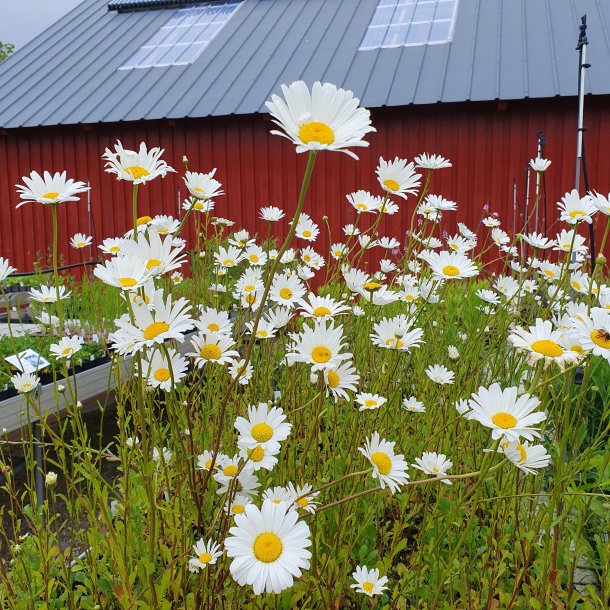 Leucanthemum vulgare. <br/>Hvid okseje