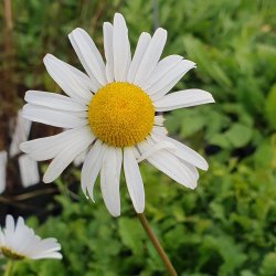 Leucanthemum vulgare. <br/>Hvid okseje