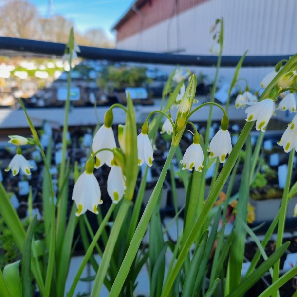 Leucojum aestivum 'Gravetye Giant'. <br/>Sommerhvidblomme