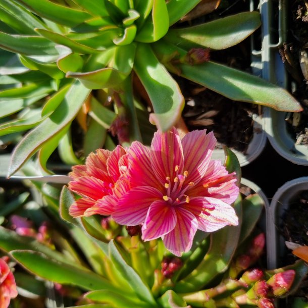 Lewisia 'Little Plum'. <br/>Bitterrod
