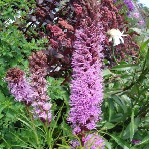 Liatris spicata 'Kobold'. <br/>Pragtsk�r