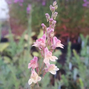 Linaria 'Peachy'. <br/>Torskemund