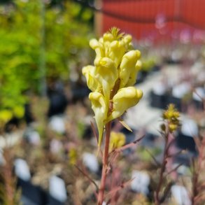 Linaria vulgaris. <br/>Almindelig torskemund