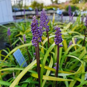 Liriope muscari 'Moneymaker'. <br/>Japansk skilla