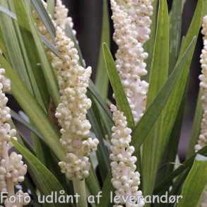 Liriope muscari 'Monroe White'. <br/>Japansk skilla