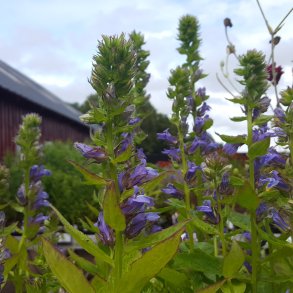 Lobelia siphilitica. <br/>Lobelia