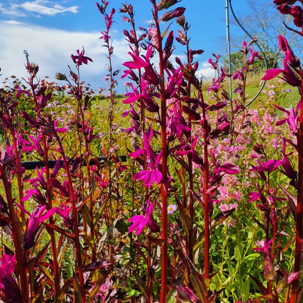 Lobelia x speciosa 'Tania'. <br/>Lobelia