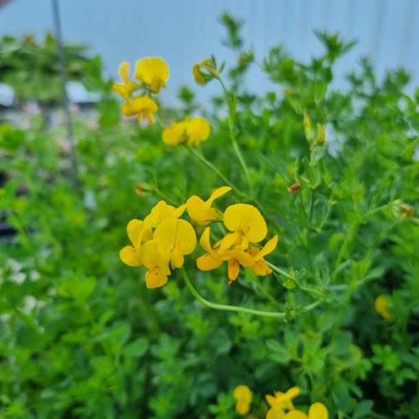 Lotus corniculatus. <br/>Almindelig k�llingetand