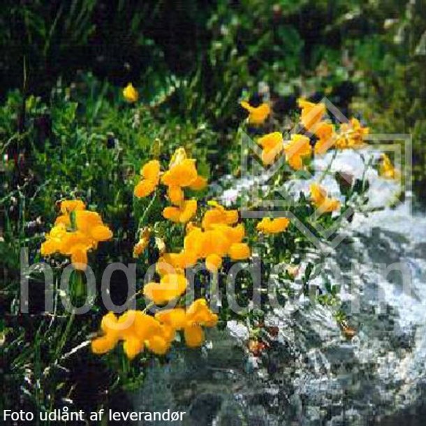 Lotus corniculatus. <br/>Almindelig k�llingetand