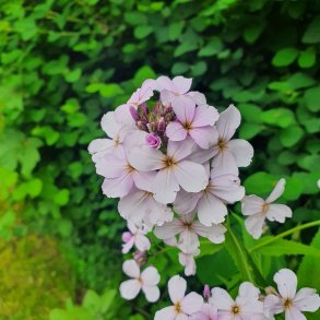 Lunaria rediviva. <br/>Vedvarende mneskulpe