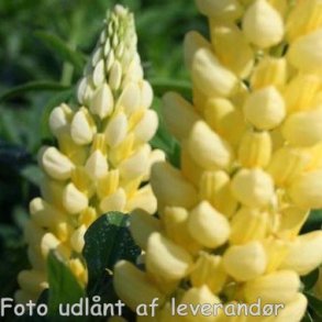 Lupinus 'Chandelier'. <br/>Lupin