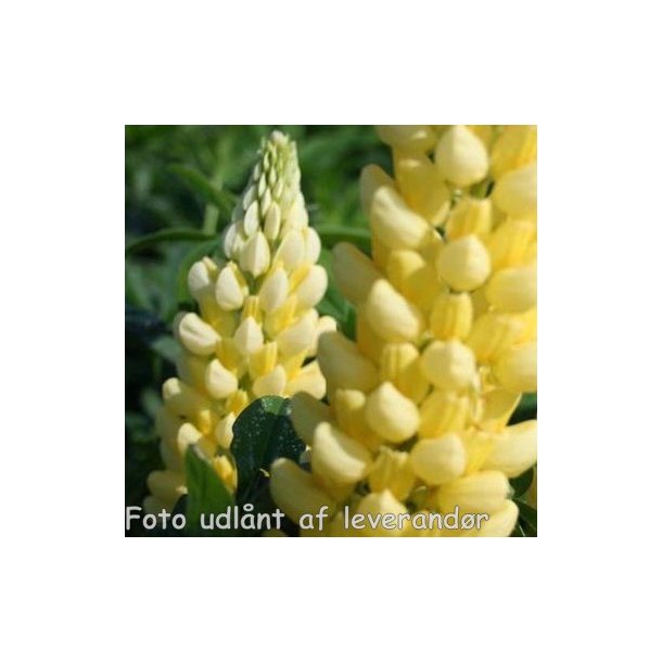 Lupinus 'Chandelier'. <br/>Lupin