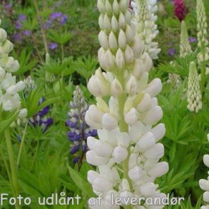 Lupinus 'Fr�ulein'.<br/>Lupin