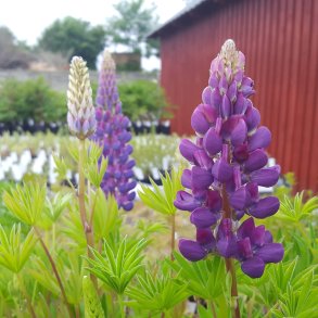 Lupinus 'Gallery Blue'. <br/>Lupin