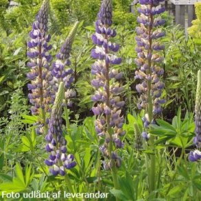 Lupinus 'The Governor'.<br/> Lupin