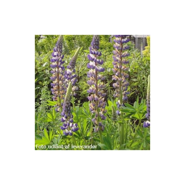 Lupinus 'The Governor'.<br/> Lupin