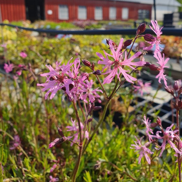 Lychnis flos-cuculi. <br/>Trvlekrone