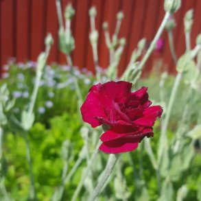 Silene coronaria GARDENERS WORLD 'Blych'. <br/>Haveklinte