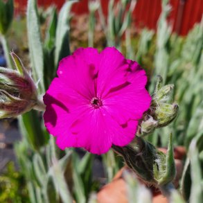 Silene 'Hill Grounds'.