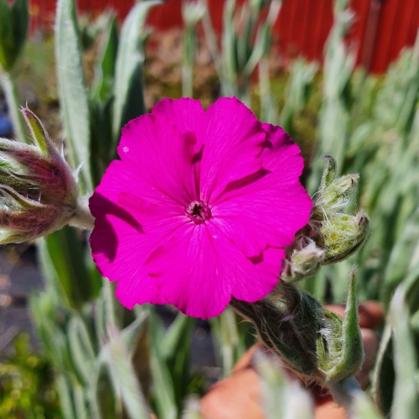 Silene 'Hill Grounds'.