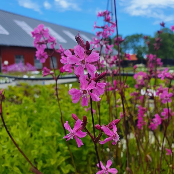 Lychnis viscaria. <br/>Tjrenellike