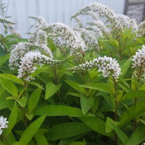 Lysimachia clethroides. <br/>Fredls