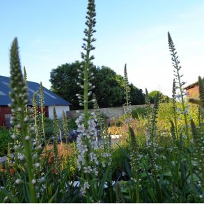 Lysimachia ephemerum. <br/>Fredl�s