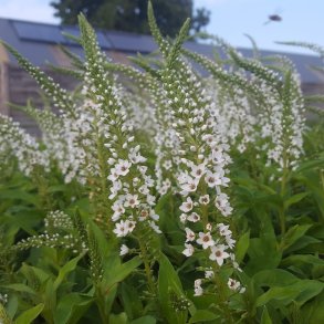 Lysimachia SNOW CANDLE 'L9902'. <br/>Fredl�s