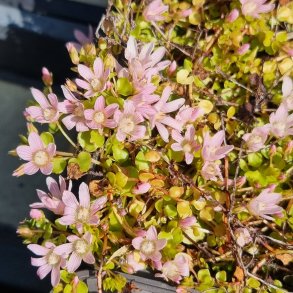 Lysimachia tenella<br/> Sp�d arve