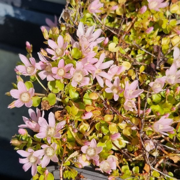 Lysimachia tenella<br/> Sp�d arve