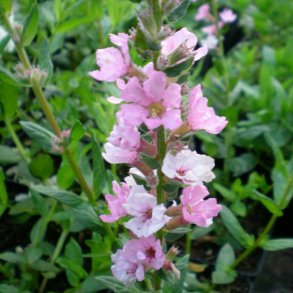 Lythrum salicaria 'Blush'. <br/>Kattehale