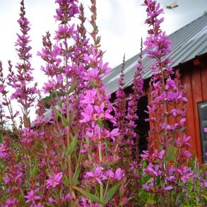 Lythrum virgatum 'Dropmore Purple'. <br/>Kattehale