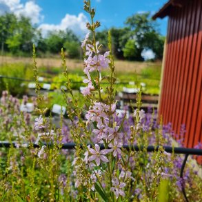 Lythrum virgatum 'Joy'. <br/>Kattehale