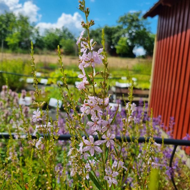 Lythrum virgatum 'Joy'. <br/>Kattehale