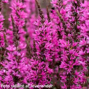 Lythrum hybrida 'Luminare Hot Pink'. <br/>Kattehale