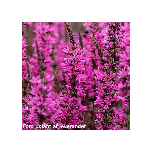 Lythrum hybrida 'Luminare Hot Pink'. <br/>Kattehale