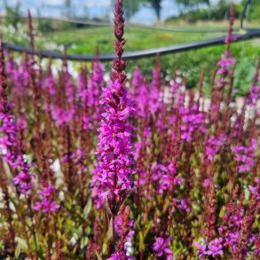 Lythrum hybrida 'Luminare Lilac'. <br/>Kattehale