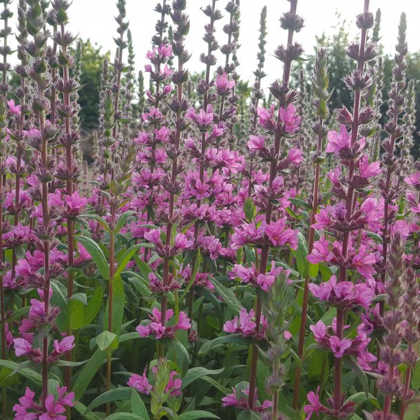 Lythrum salicaria 'Pink Blush'. <br/>Kattehale