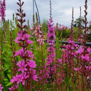 Lythrum virgatum 'Rose Queen'. <br/>Kattehale