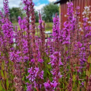 Lythrum salicaria. <br/>Kattehale
