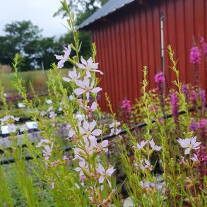 Lythrum salicaria 'White Swirl'. <br/>Kattehale