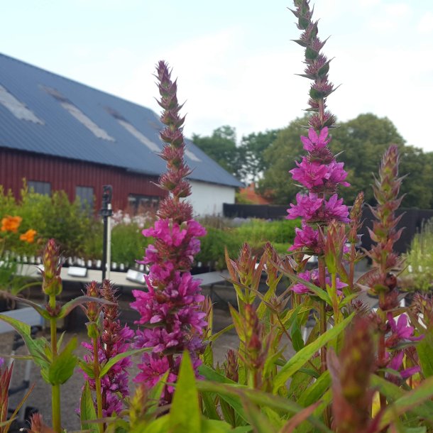 Lythrum salicaria 'Zigeunerblut'.<br/>Kattehale