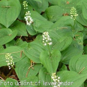 Maianthemum bifolium. <br/>Majblomst