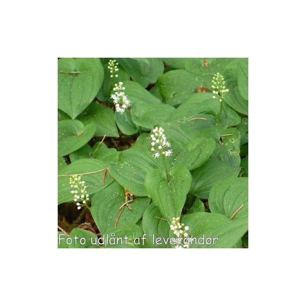 Maianthemum bifolium. <br/>Majblomst