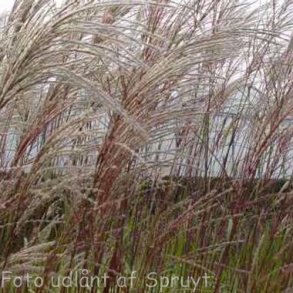 Miscanthus sinensis 'Ferner Osten'. <br/>Elefantgrs